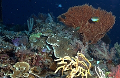 Raja Ampat 2016 - Corail - IMG_4223_rc